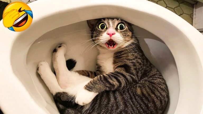 funny cat