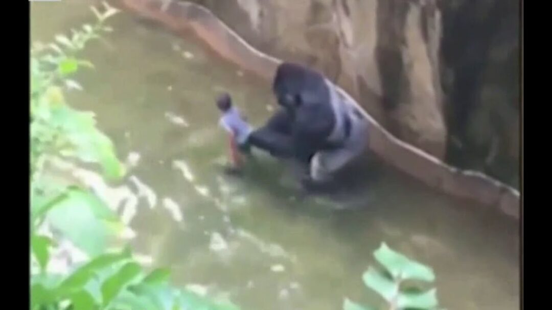 Terrifying Moment: Child falls into gorilla enclosure—What happens next shocks everyone