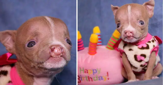 Sasha’s Inspiring Journey: A Puppy’s Fight Against Health Challenges