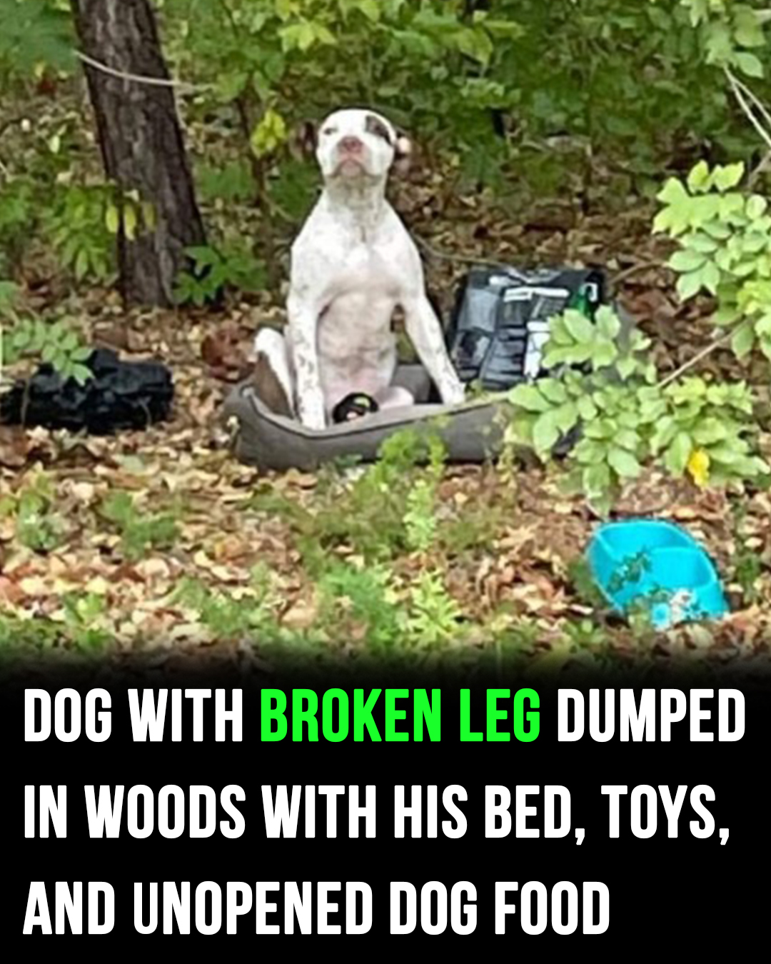 Dog abandoned in woods with broken leg now in good hands and on the road to recovery