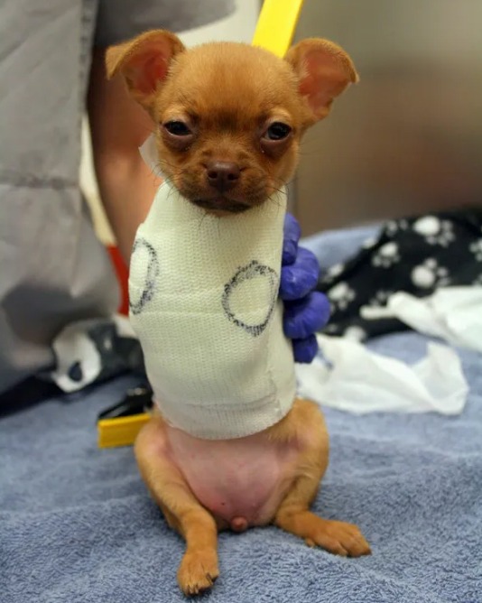 Daffodil, The Puppy Aʙᴀɴᴅᴏɴᴇᴅ In A Cardboard Box, Is Now Happier Than Ever With Loving Home