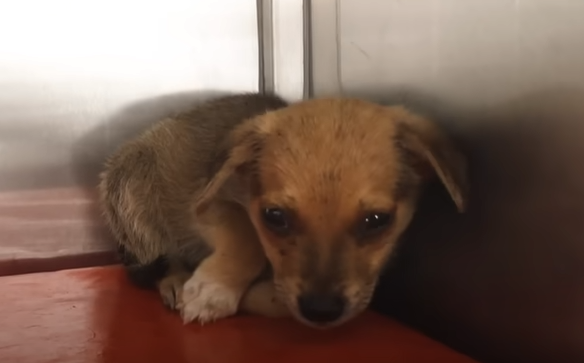 3 Incredible Rescue Dog Transformations