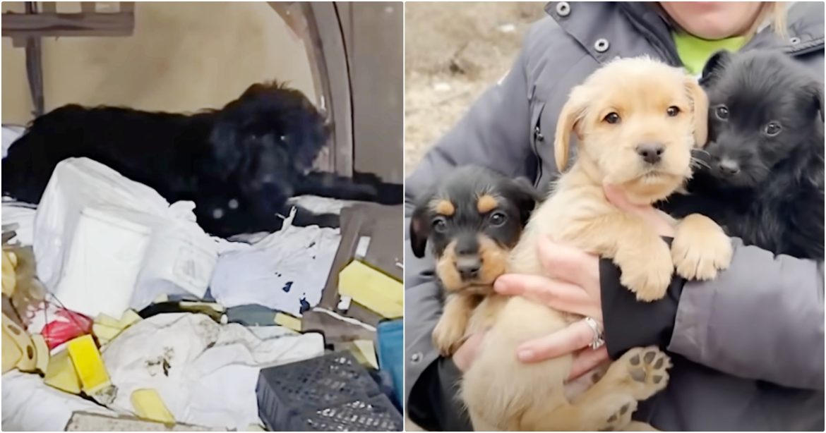 Rescuers Guided By Flashlight, Find A Mother Dog Fiercely Protecting Her Young