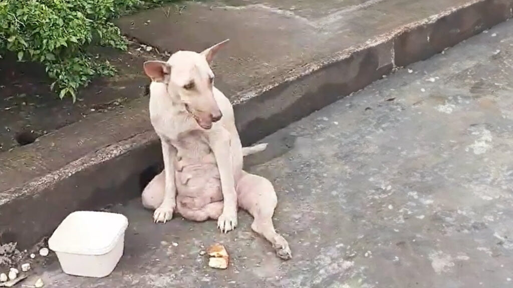 A Mother’s Heartbreak: Sinead’s Journey from Loss to Love