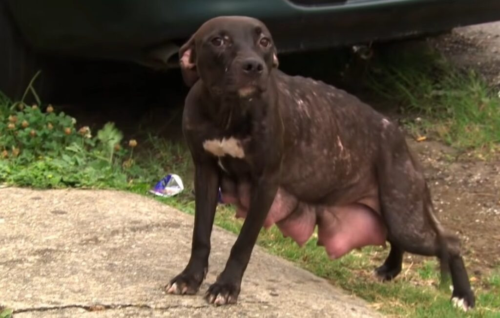 Tears of Hope: Abandoned Mother Pit Bull Cries as She’s Finally Reunited with Her Missing Puppies