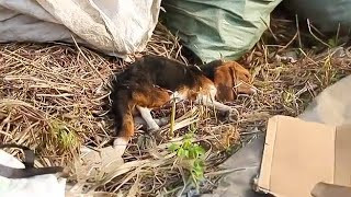 Found in a Landfill and Near Death, This Stray Dog Chose to Keep Fighting