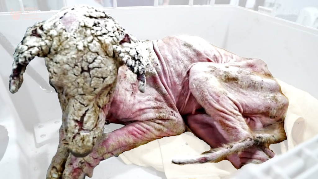 Bald, Broken, and Alone—Now This Dog’s Rescue Story Is Winning Hearts Around the World