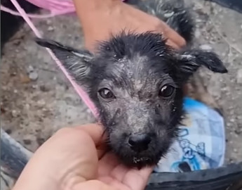 Left Tied to a Trash Bin, a Puppy’s Silent Plea Turns Into a Story of Hope