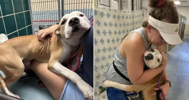 This Shelter Dog loves Hugging People in Hopes that someone will Adopt him!