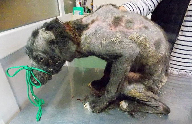 From Abandoned to Adored: Isumu’s Journey to Finding a Forever Home