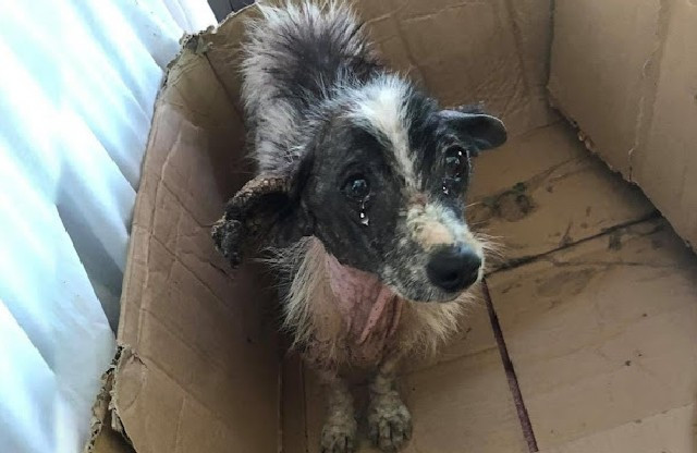 Thrown Away After 10 Years of Loyalty, Annie Finds Love After Heartbreak