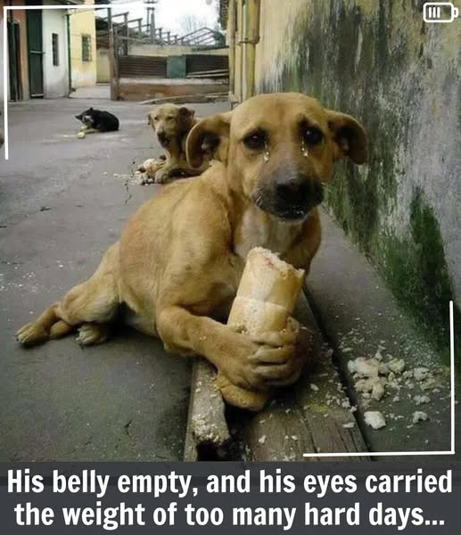 Touching Scene: Homeless Pup’s Joyful Reaction to a Simple Gift of Bread