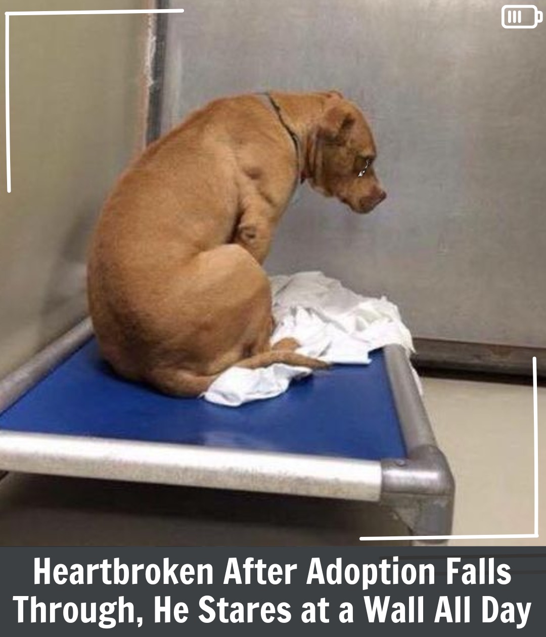 Dog Is Broken After His Adoption Falls Through, So He Stares at a Wall All Day