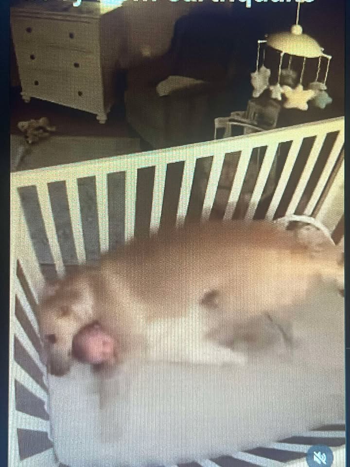 Bruno – The Silent Hero