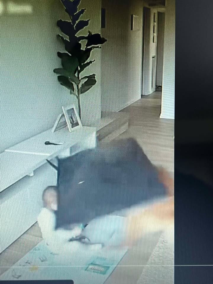 Dog Saves Child from Falling TV by Sacrificing Itself