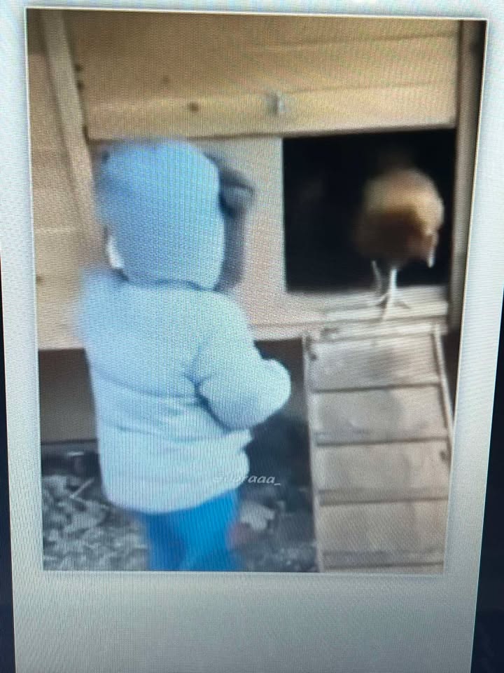 Good morning from the little boy and his chickens!