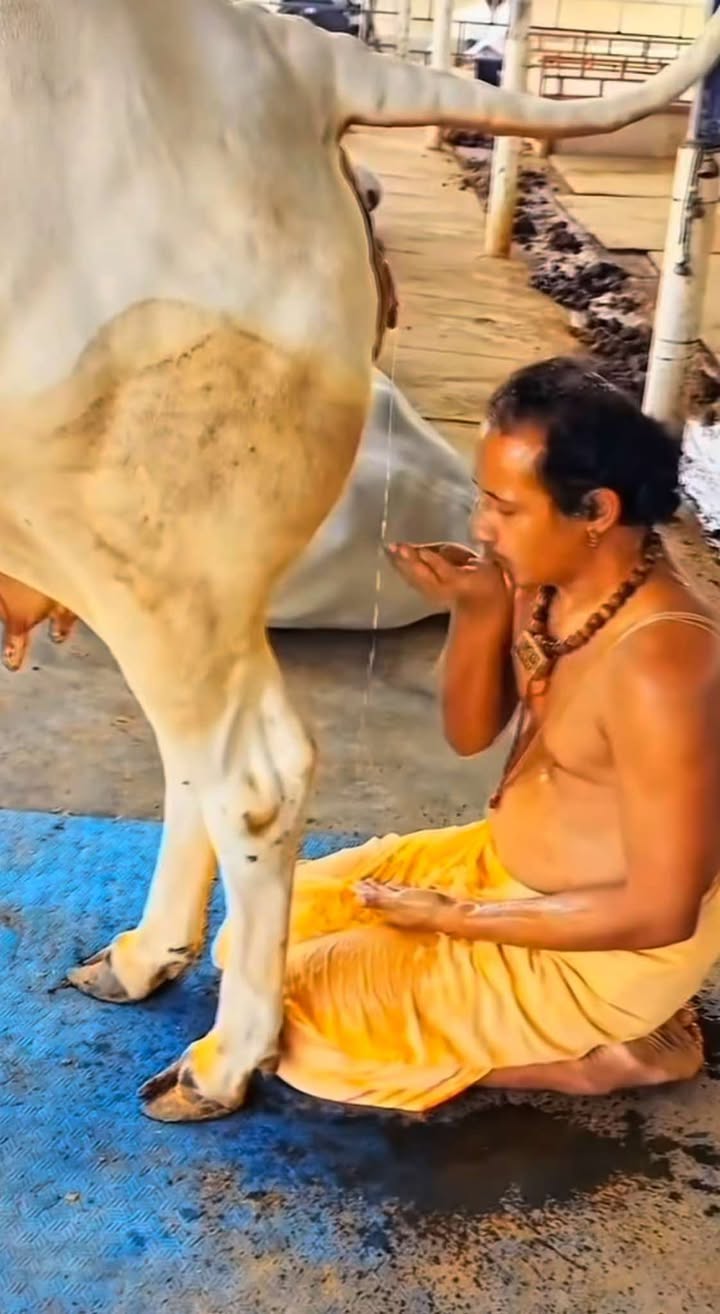 🐄 Cows in Hindu Culture and Belief
