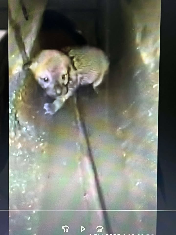 A tiny, scared puppy… alone and trapped.