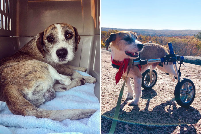People Are Sharing Before And After Adoption Photos Of Their Dogs That Prove How Life-Changing Rescue Is (New Pics)