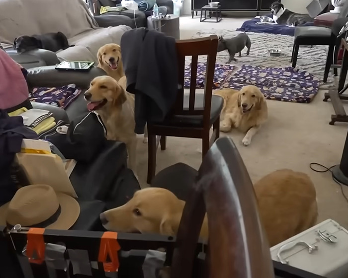 Denise Richards Rescues 15 Dogs From Estranged Husband’s “Trashed” Home Amid Bitter Divorce