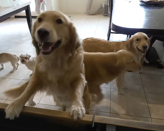 Denise Richards Rescues 15 Dogs From Estranged Husband’s “Trashed” Home Amid Bitter Divorce