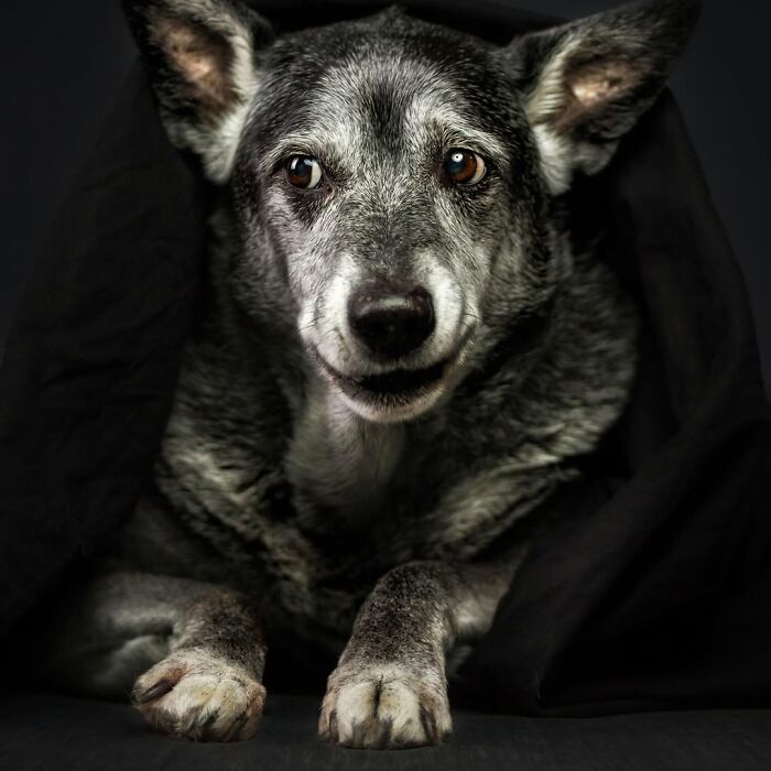 30 Touching Pictures Of Senior Dogs By Christian Vieler That Might Melt Your Heart