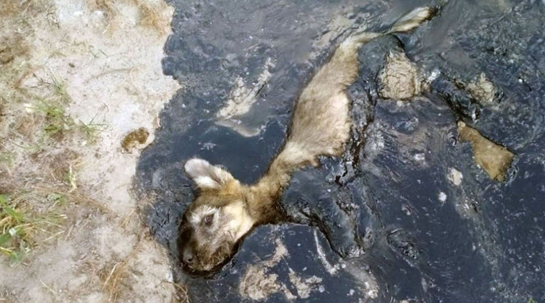 Trapped in Tar: A Puppy’s Rescue That United a Community