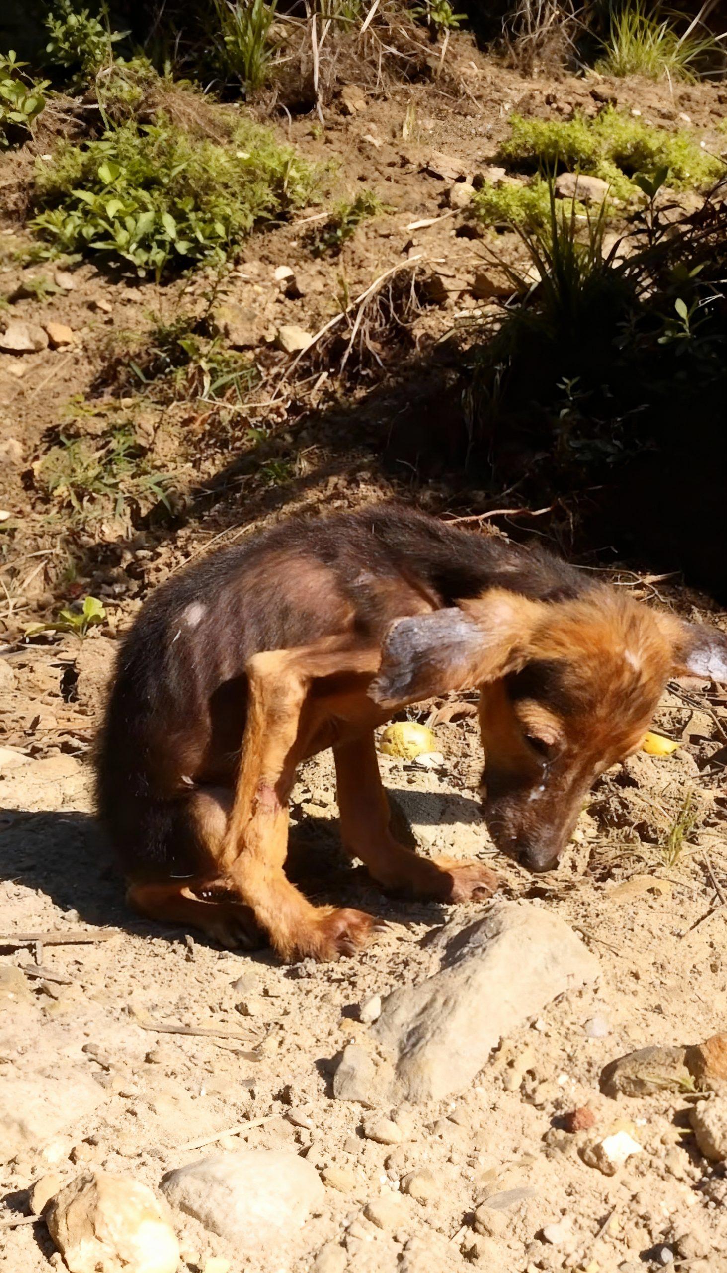 The plight of neglected animals is a silent epidemic, often hidden from plain sight, yet its impact reverberates deeply within our communities