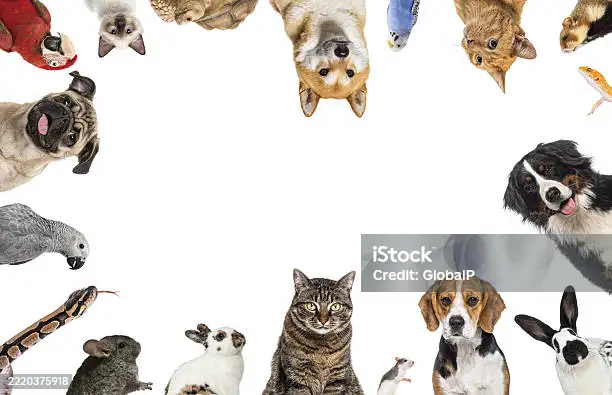 Ready to find out what animal you are? 🐾😊