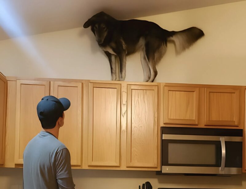 Lately, my dog kept climbing onto the top kitchen cabinets and growling loudly — at first, I thought he’d gone mad, until I realized what he was barking at