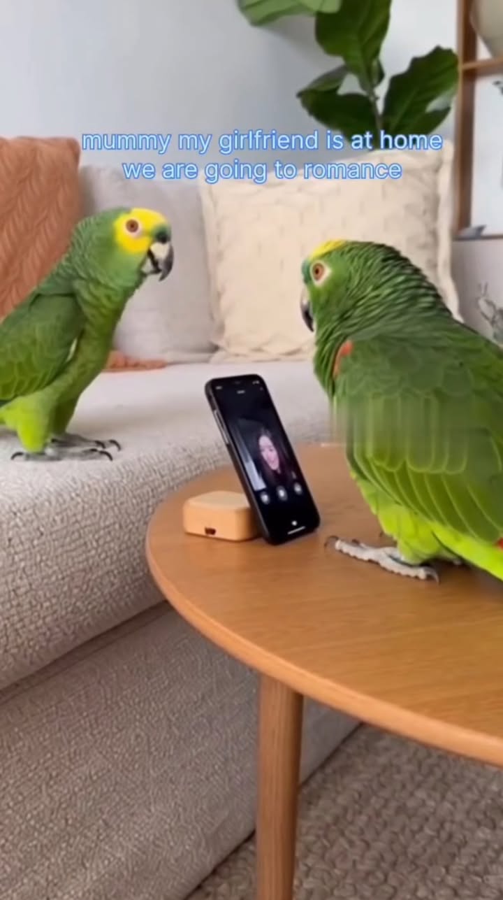 Parrot telling the owner of the house not to come back yet because of his girlfriend