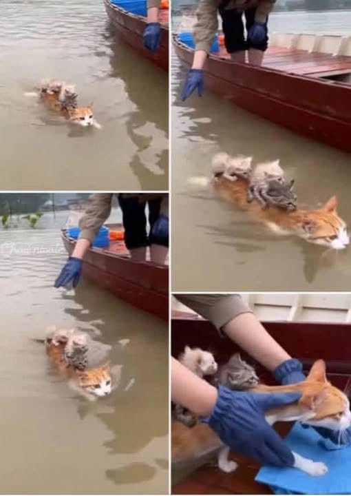 A true mother’s love has no limits.