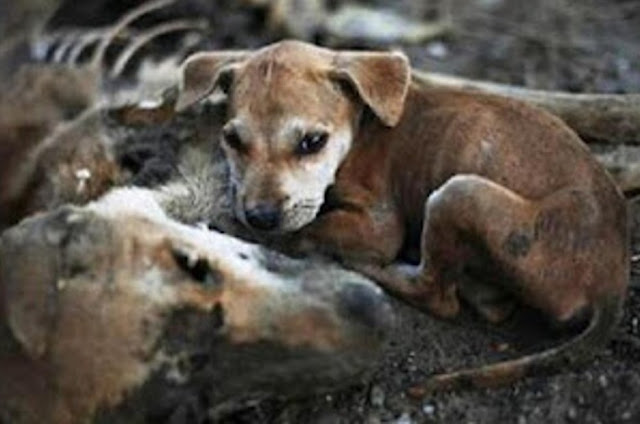 Viral Photo of Loyal Puppy Beside Mother’s Skeleton Evokes Global Compassion