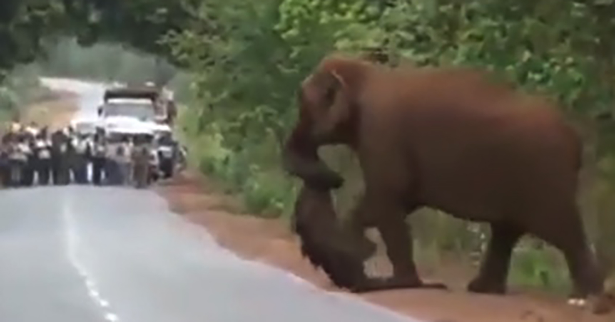 Weeping elephants mourn a lost baby in a funeral march like humans