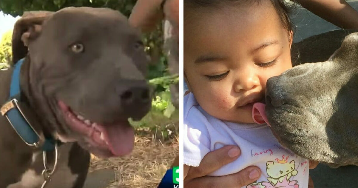 Pit bull found dragging the baby across the floor by her diaper – seconds later everyone is hailing her a hero