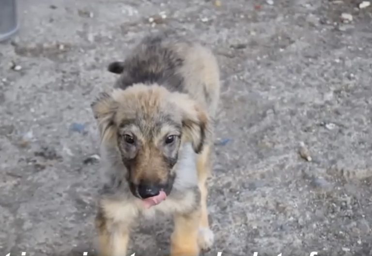 He laid there aloned and frozen in cold beside the road, all his family was passed away by disaster!
