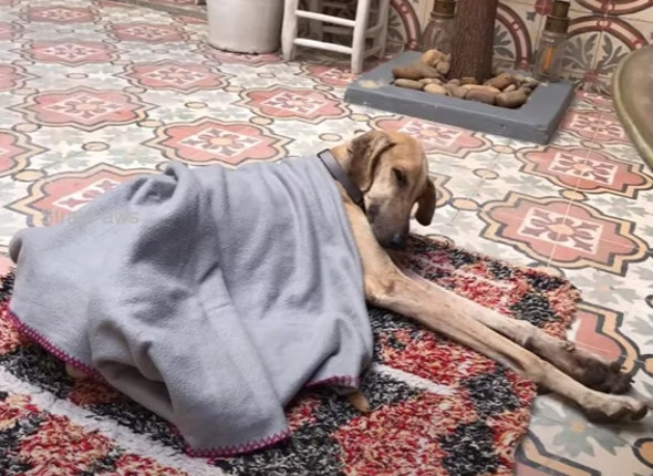 From Bones to Hope: The Heartbreaking Journey That Will Restore Your Faith in Second Chances