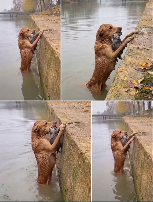 An Inspiring Tale of a Brave Mother Dog!