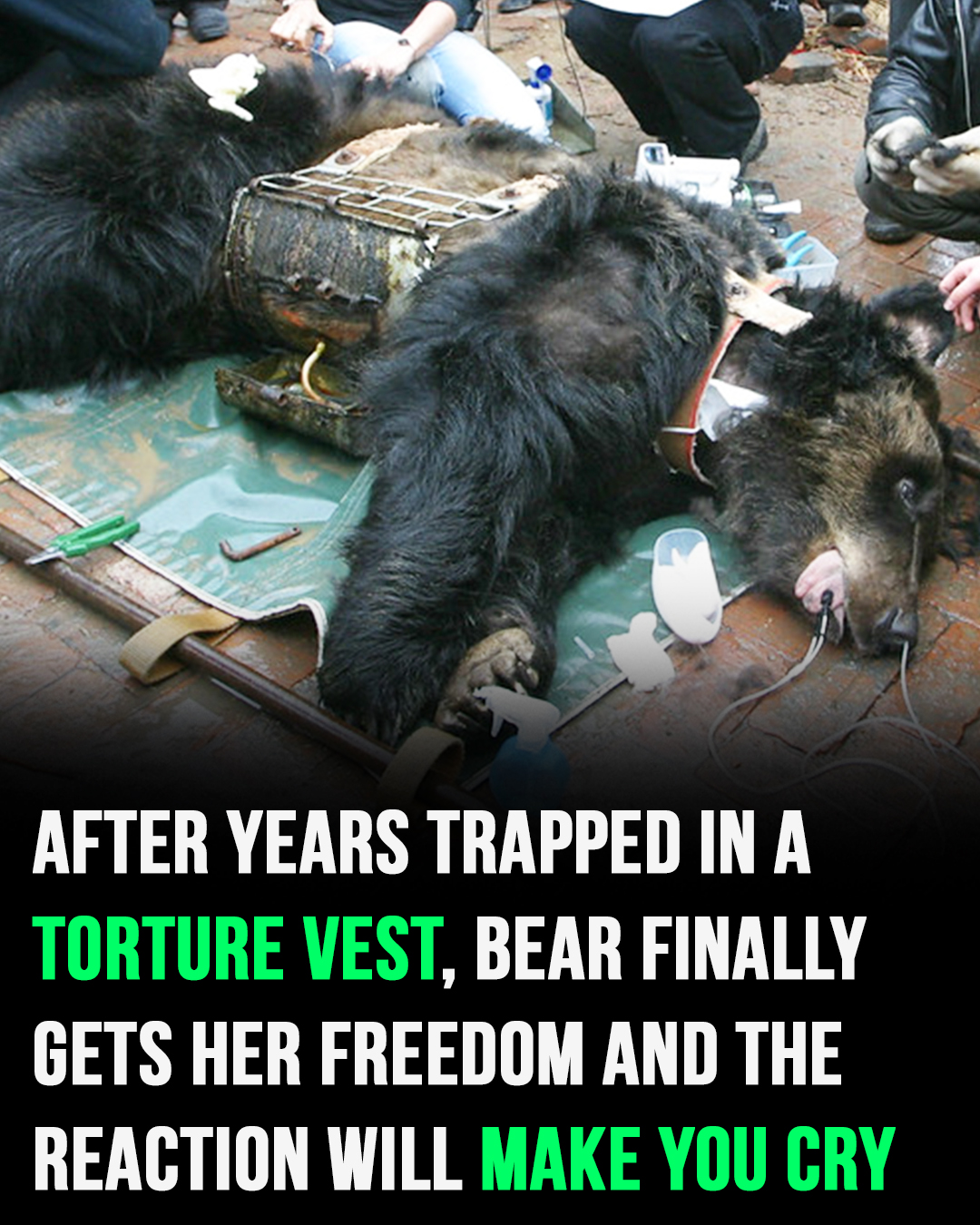 Bear Caesar is finally free after having spent years locked in a torture vest