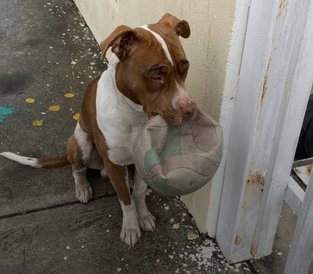 Dog Banished From Playground Finds The Sweetest Way To Say He’s Sorry
