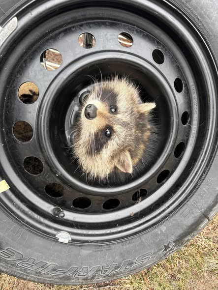 This raccoon found himself in a circular argument with a spare tire – and lost.