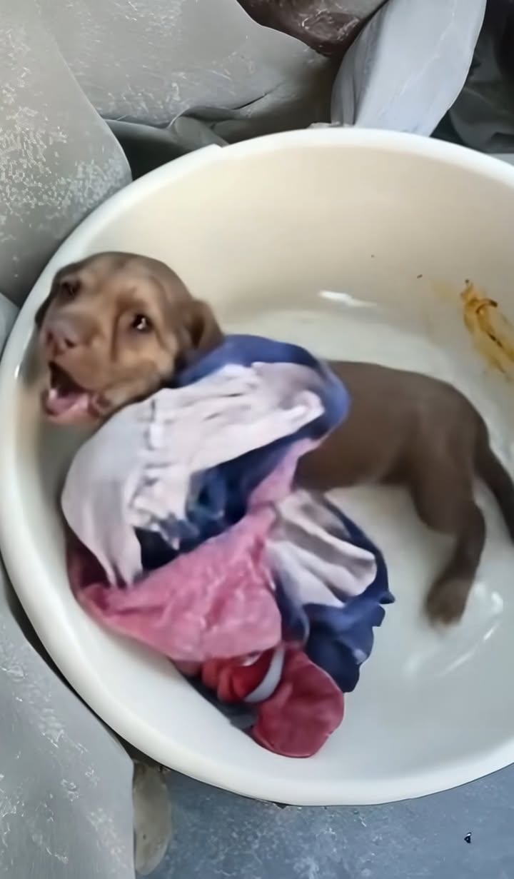 Crying incessantly with convulsions, we all burst into tears when we found out what they did to him