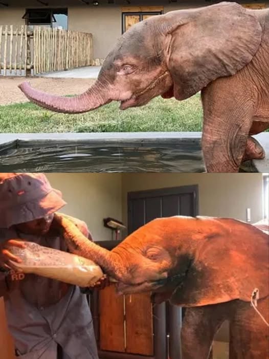 Video Albino baby elephant caught in a snare inspires the world with her incredible journey to recovery