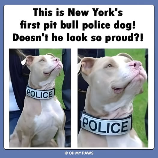 Meet New York’s first pit bull police dog, a true hero in every sense of the word. Not only is he breaking stereotypes, but he’s also proving that strength and intelligence come in all shapes and sizes. This dog’s presence in the police force is a powerful reminder that all animals have something incredible to offer.