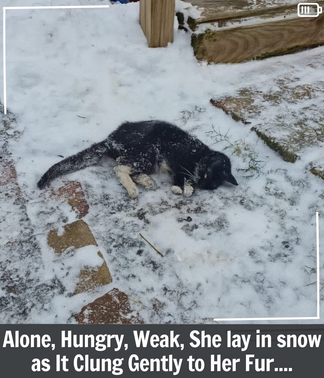 Tiny Cat Found Frozen on a Driveway in Pittsburgh Finds a Loving Forever Home