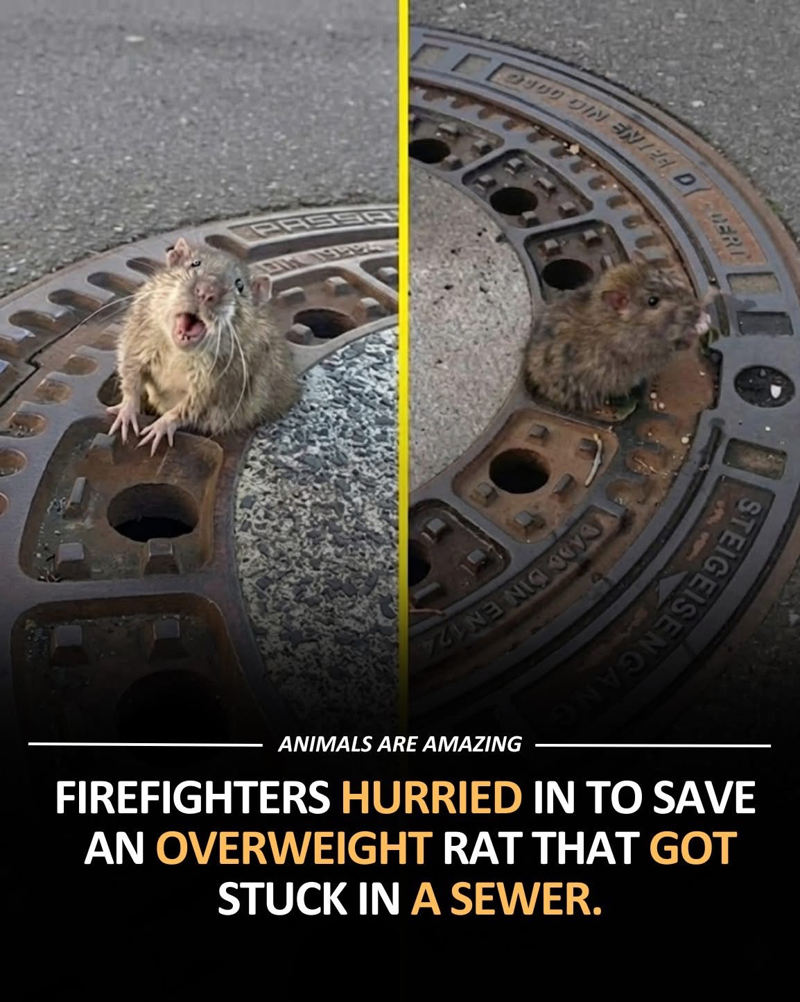 No One Left Behind — Not Even a Sewer Rat🐀🚒