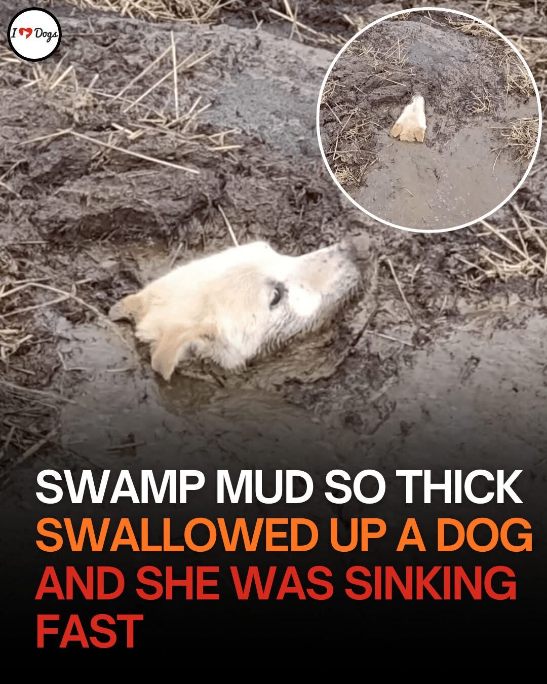 Swamp Mud So Thick Swallowed Up A Dog And She Was Sinking Fast