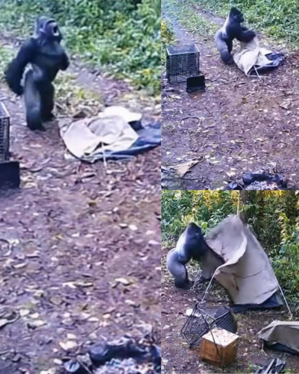 A trail camera caught a massive silverback gorilla tearing apart a campsite — but what he was searching for changed everything.