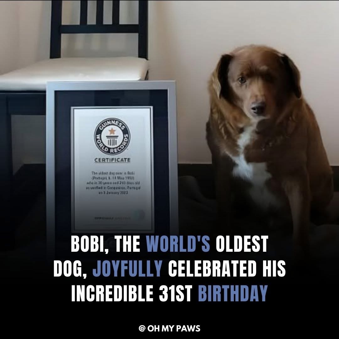 Bobi’s birthday party 🥳 🥳🥳🥳🥳🥳🎉🎊🎊🎊🎁🍾🎈🎊🎁🥳🎉🎁🎈🥳Bobi, the world’s oldest dog, is a living legend, having celebrated an incredible 31st birthday. Born in 1992, Bobi’s longevity is a testament to the care, love, and attention he has received throughout his life. His story shows us just how resilient and loving dogs can be when they are surrounded by a family who truly cares for them.