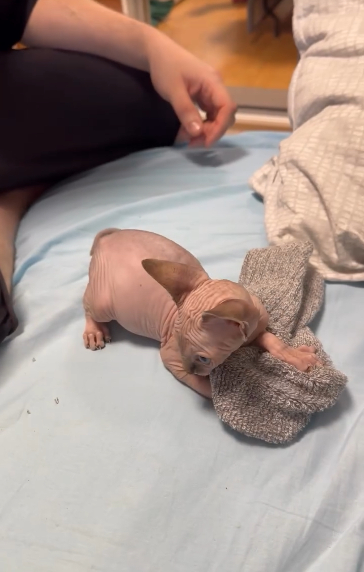 In November 2025, during a cold and rainy evening in a suburban neighborhood in Oregon, a tiny hairless Sphynx kitten was discovered huddled under a bush in a local park. She was barely a few months old, with soft wrinkled pink skin, oversized ears, and wide blue eyes filled with fear. Shivering uncontrollably from the wet chill, she let out weak mews that almost went unheard.The Miller family—parents Sarah and Tom, and their 8-year-old daughter Emma—were walking home after dinner when Emma stopped suddenly. “I hear a kitten crying!” she said. They searched the bushes and found the little one, soaked and terrified. Sarah immediately wrapped her in her wool scarf and held her close to share body heat as they hurried home.The next morning, they took her to a veterinarian, who confirmed she was a purebred Sphynx in good health but dehydrated and underweight from being abandoned. No microchip or owner came forward after posters and social media posts, so the Millers decided to keep her. They named her Luna, for her luminous eyes.At first, Luna was timid, always seeking out the warmest spots—like burrowing under blankets or pressing against heating vents. The family bought her tiny sweaters and set up a heated bed, while Emma gently coaxed her out with feather toys. Over the weeks, Luna transformed. She started playfully chasing toys around the house, her wrinkled skin bouncing as she pounced, and her loud purrs filled the rooms. Sphynx cats like Luna are known for being extra affectionate because they crave warmth from their people. She became inseparable from the family—curling up on laps during movie nights, sleeping tucked against Emma, and following Sarah around the kitchen.Today, Luna lives a spoiled, happy life in her forever home, surrounded by love, cozy blankets, and endless cuddles. She’s a perfect example of how one act of kindness can change a vulnerable animal’s life completely❤️🐱